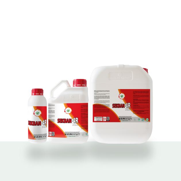 Red aucuba